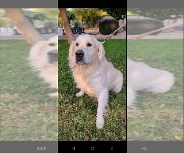 Medium Photo #1 English Cream Golden Retriever Puppy For Sale in ELVERTA, CA, USA