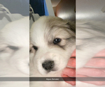 Small Photo #4 Great Pyrenees Puppy For Sale in MONEE, IL, USA