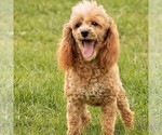 Small Photo #1 Poodle (Miniature) Puppy For Sale in LITITZ, PA, USA