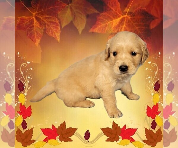 Medium Photo #1 Golden Retriever Puppy For Sale in BLACK FOREST, CO, USA