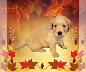 Medium Golden Retriever