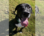 Skat - Male Great Pyredane Dog for Adoption - Small photo