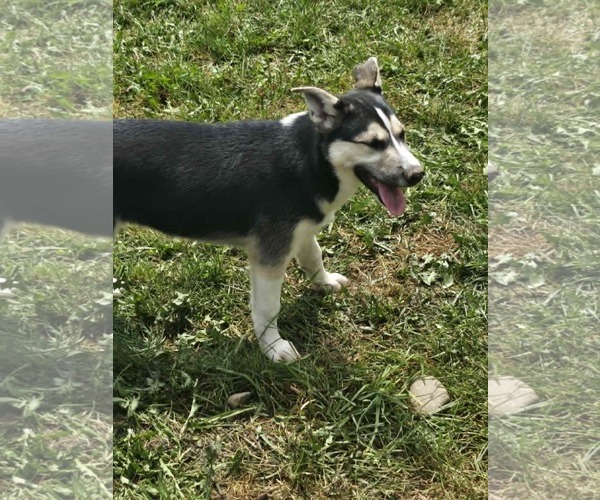Medium Photo #3 German Shepherd Dog-Unknown Mix Puppy For Sale in Cliffwood, NJ, USA