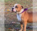 Small #3 Boxer Mix