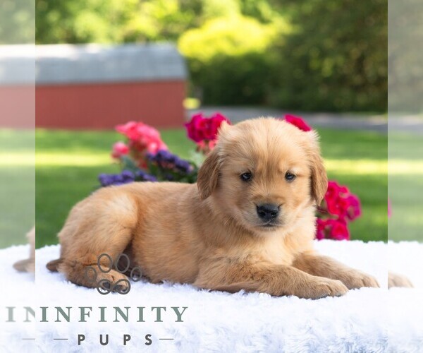 Medium Photo #4 Golden Retriever Puppy For Sale in NEWPORT, PA, USA