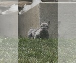 Small #11 French Bulldog