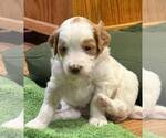 Image preview for Ad Listing. Nickname: Copper