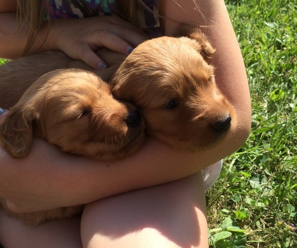 Medium Photo #10 Golden Retriever Puppy For Sale in EMBARRASS, MN, USA