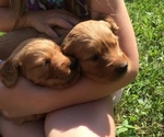 Small Photo #10 Golden Retriever Puppy For Sale in EMBARRASS, MN, USA