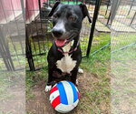 Small #2 American Pit Bull Terrier Mix