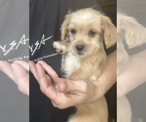Shorkie Tzu Puppy for sale in VIRGINIA BEACH, VA, USA