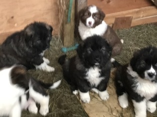 Caucasian Shepherd Dog-Greek Sheepdog Mix Puppy for sale in WALTON, NY, USA