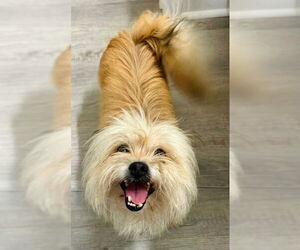 Shih Tzu-Unknown Mix Dogs for adoption in Newfoundland, PA, USA
