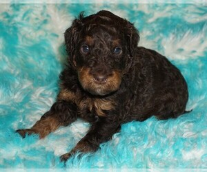 Miniature Labradoodle Puppy for sale in LA HABRA, CA, USA