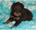 Image preview for Ad Listing. Nickname: choc phantom 2