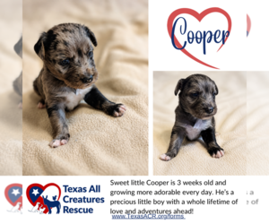 Mutt Dogs for adoption in Lillian, TX, USA