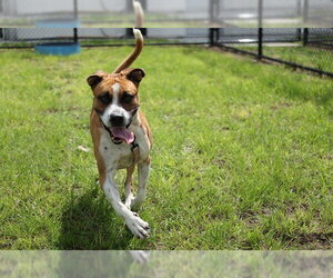 American Bulldog Dogs for adoption in Ocala, FL, USA