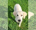 Small Photo #1 Labrador Retriever Puppy For Sale in Earl, NC, USA