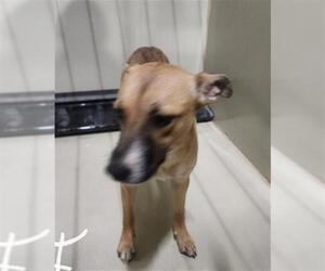 Mutt Dogs for adoption in Bakersfield, CA, USA