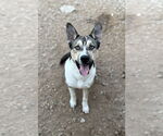 Small #1 Akita-Siberian Husky Mix