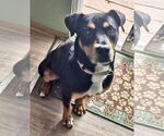 Small #3 Rottweiler Mix