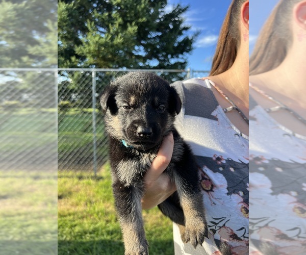 View Ad Photo 17 of Listing German Shepherd Dog