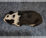 Small Photo #206 Border Collie Puppy For Sale in NORBORNE, MO, USA