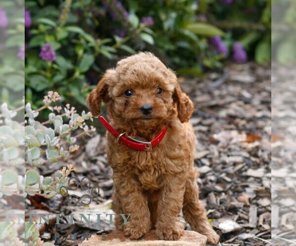 Medium Photo #1 Cavapoo (Miniature) Puppy For Sale in COATESVILLE, PA, USA