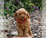Small Cavapoo (Miniature)