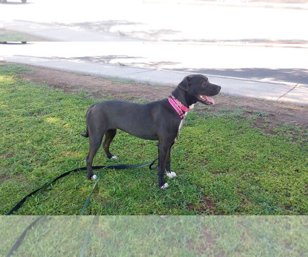Medium Photo #5 Bullboxer Pit Puppy For Sale in Chandler, AZ, USA