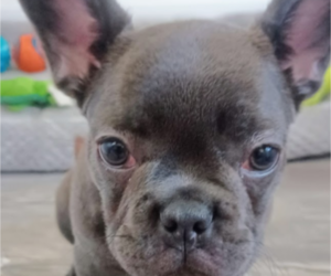 French Bulldog Puppy for sale in CLEARWATER, FL, USA