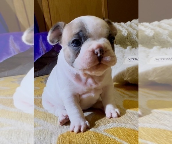 Medium Photo #12 French Bulldog Puppy For Sale in WEXFORD, PA, USA