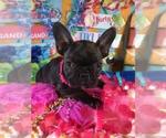 Small Photo #6 French Bulldog Puppy For Sale in HEATHROW, FL, USA