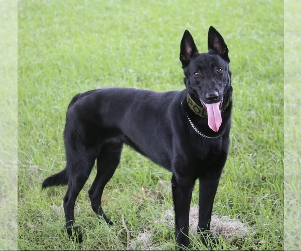 Medium Photo #1 Belgian Malinois Puppy For Sale in BURNINGTOWN, NC, USA