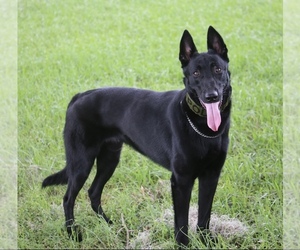 Father of the Belgian Malinois puppies born on 05/14/2025