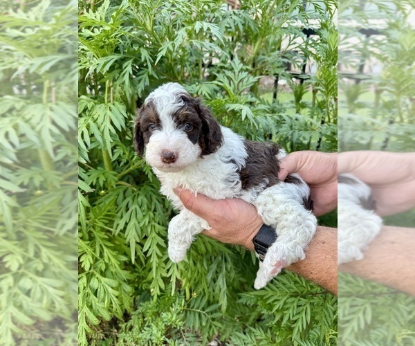 Medium Photo #5 Aussiedoodle Miniature  Puppy For Sale in ROCK HILL, SC, USA