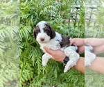 Small #3 Aussiedoodle Miniature 
