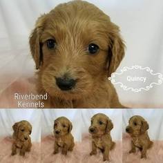 Goldendoodle Puppy for sale in NOWATA, OK, USA