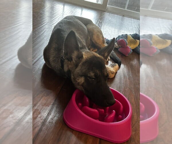 Medium Photo #4 German Shepherd Dog-Unknown Mix Puppy For Sale in Raleigh, NC, USA