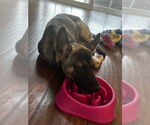 Small #3 German Shepherd Dog Mix