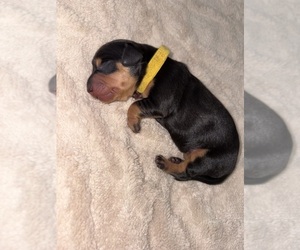 Dachshund Puppy for sale in ROWLAND HEIGHTS, CA, USA