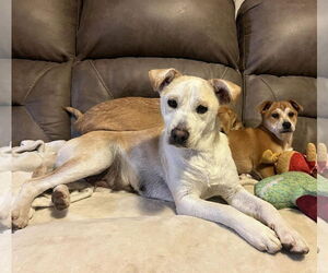 Feist Terrier-Unknown Mix Dogs for adoption in Arlington, VA, USA