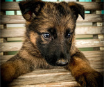 Small #2 German Shepherd Dog