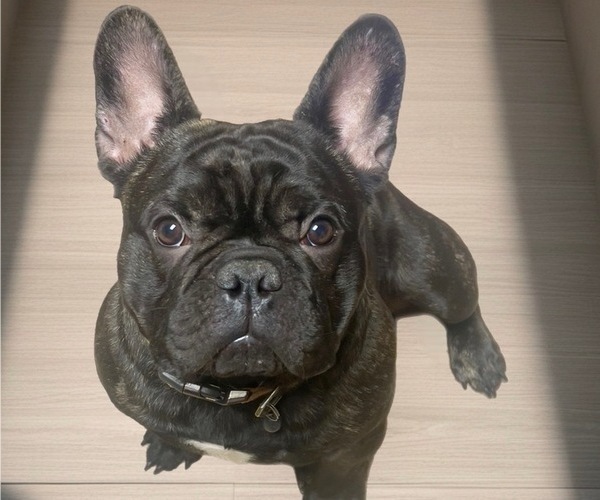 Medium Photo #1 French Bulldog Puppy For Sale in BRIGHTON, CO, USA