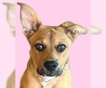 Small #17 American Staffordshire Terrier-German Shepherd Dog Mix