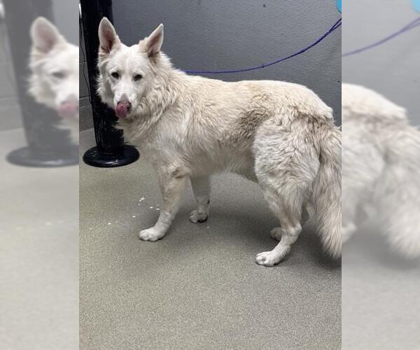 Medium Photo #1 German Shepherd Dog-Unknown Mix Puppy For Sale in Las Vegas, NV, USA