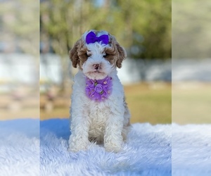 Goldendoodle (Miniature) Puppy for sale in FROSTPROOF, FL, USA