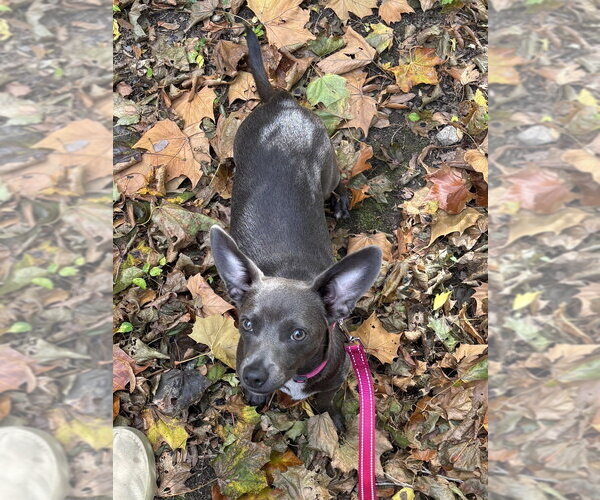 Medium Photo #1 Chiweenie Puppy For Sale in Oak Bluffs, MA, USA