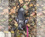 Frieda - Female Chiweenie Dog for Adoption - Small photo