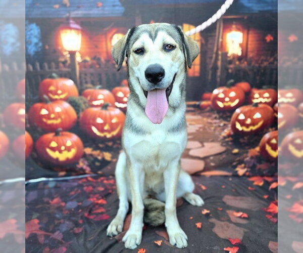 Medium Photo #1 Labsky Puppy For Sale in Long Beach, CA, USA